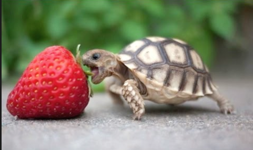 Cute Turtle